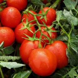 Pomidor Gong 5000 nasion