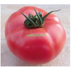 Pomidor HTP-11 1000 nasion