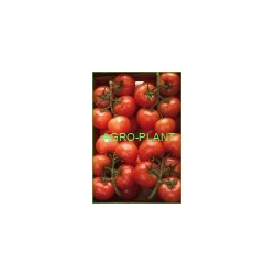 Pomidor Komeett 500 nasiona