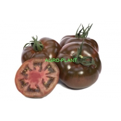 Pomidor Big Sacher 100 nasion