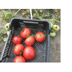 Pomidor Rediana /CLX38190/ F1 5000 nasion