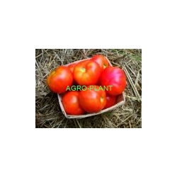 Pomidor Amati 500 nasion
