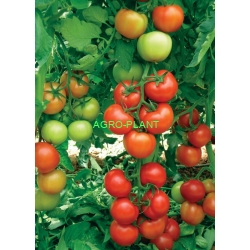 Pomidor Antalya 100 nasion