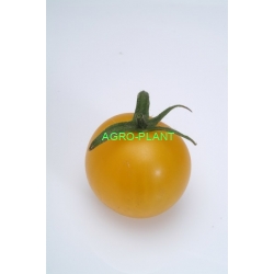 Pomidor Summer Sun 250 nasion