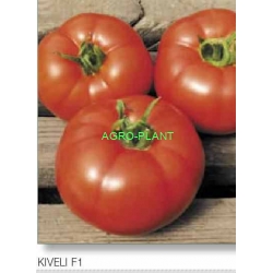 Pomidor Kiveli 500 nasion