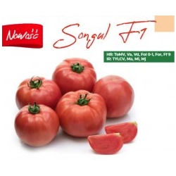 Pomidor Songul 250 nasion