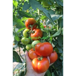 Pomidor Sandoline 500 nasion