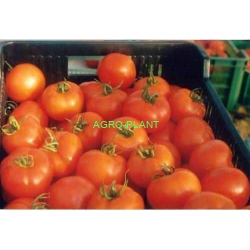 Pomidor Euromaker 500 nasion