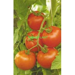 Pomidor Isabel 500 nasion