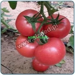 Pomidor MAL200 (astra) 250 nasion
