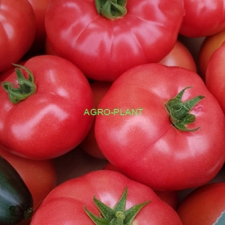 Pomidor Loara 250 nasion