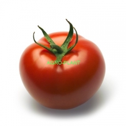 Pomidor Elanto 100 nasion