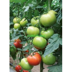Pomidor Baribine 500 nasion