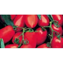 Pomidor Ulisse 2500 nasion