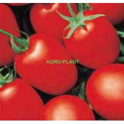 Pomidor Grandimat 1000 nasion