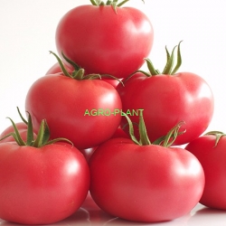 Pomidor Manistella HA 3626 1000 nasion