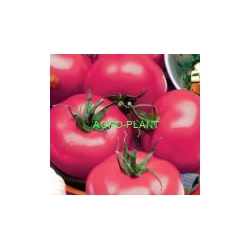 Pomidor Kanna 250 nasion