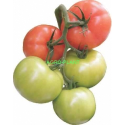 Pomidor Kilio 250n