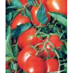 Pomidor Asterix 2500 nasion