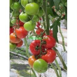 Pomidor Gonsella 1000 nasion