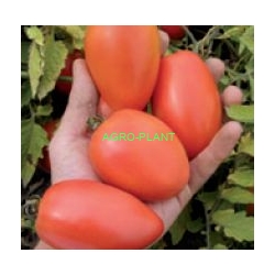 Pomidor Chelse 1000 nasion