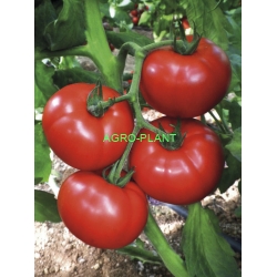 Pomidor Cemilia 100 nasion