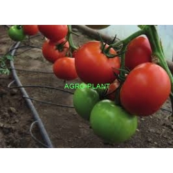 Pomidor Auris 500n