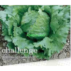 Sałata Challenge 5000 nasion