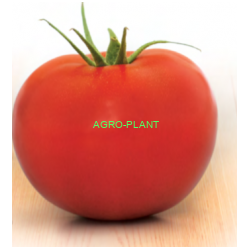 Pomidor Epundo 500 nasion