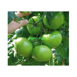 Pomidor Gaheris 100 nasion