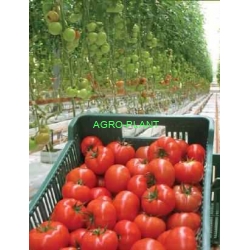 Pomidor Euforia 500 nasion
