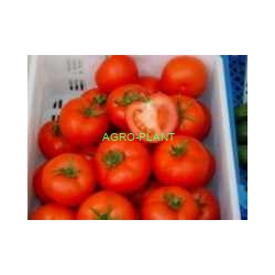 Pomidor Tamaris 250 nasion