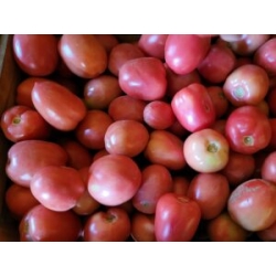 Pomidor Pink Soul (HA3726) 1000 nasion