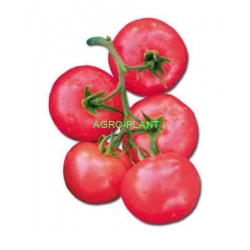 Pomidor Bakony 500 nasion