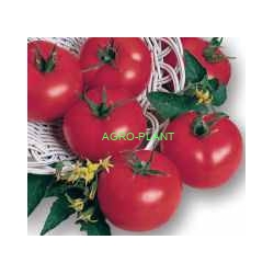 Pomidor Malory 250 nasion