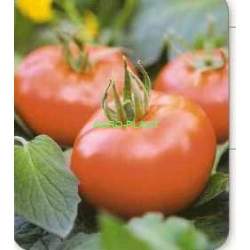 Pomidor Barlo 500 nasion