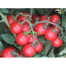 Pomidor Aichiko 500 nasion OTOCZKA