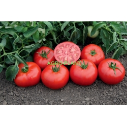 Pomidor Tomsk 1000 nasion