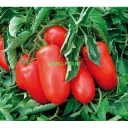 Pomidor Smart 5000 nasion
