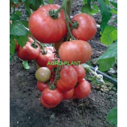 Pomidor Esmira 100 nasion