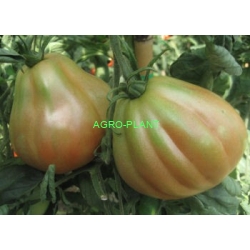 Pomidor Albenga (CUOR DI BUE) 500 nasion