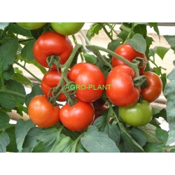 Pomidor Celzus 500 nasion