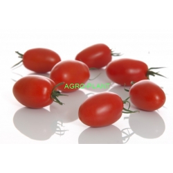 Pomidor Oceano 500 nasion