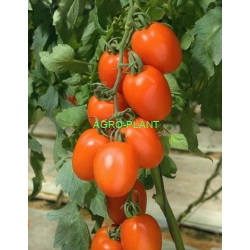 Pomidor Kilates 500 nasion