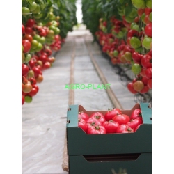 Pomidor Pink Beauty CLX 37748 500 nasion