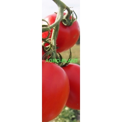 Pomidor Vaquero 5000 nasion (typ dyno)