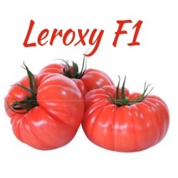 Pomidor Leroxy 100 nasion