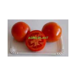 Pomidor Syta 1000 nasion