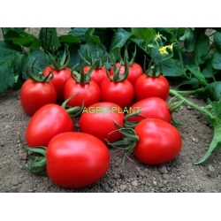 Pomidor Marcus 250 nasion