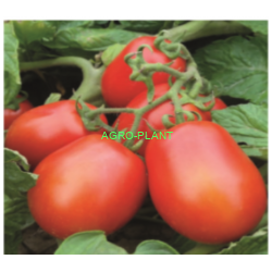 Pomidor Pegaso 5000 nasion